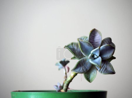 Foto de Purple Ghost plant in the pot. Mother of pearl plant. - Imagen libre de derechos