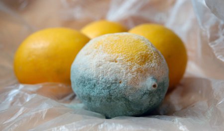 Mouldy lemon. Rotten fruits that are inedible and should be thrown away. Moldy fruits. 