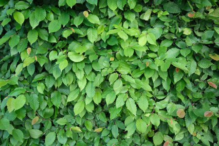 Patrón de hojas de carpe. Hiedra verde fresca en una pared. Fondo de tonos verdes brillantes. 