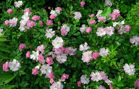 Sieben-Schwestern-Rose oder rosa Multiflora nach Regen.