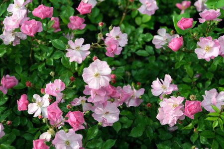 Multiflora-Rose oder Vielblütige Rose.
