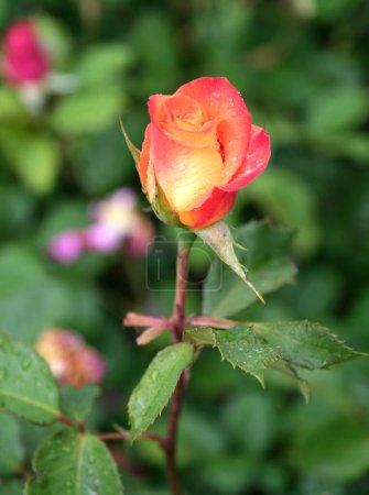 Single rose that has wivid flowers of brilliant orange with a bright yellow revers.