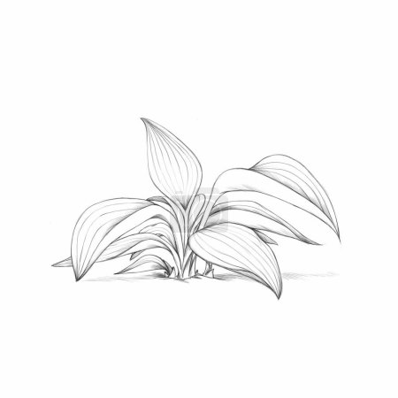 Téléchargez les photos : Illustration d'une plante Funkia - en image libre de droit