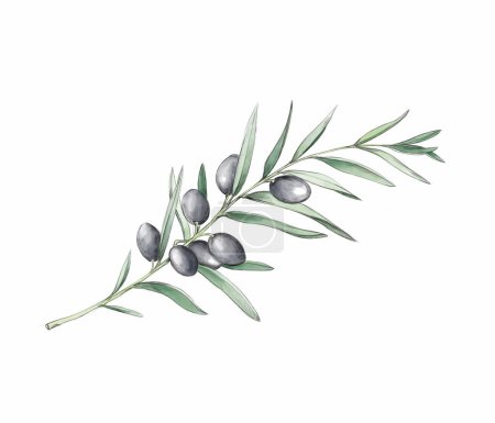 Foto de Ilustración de una rama de un olivo - Imagen libre de derechos