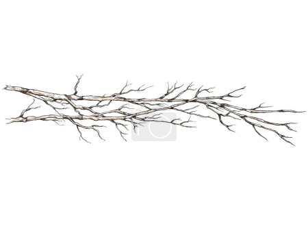Téléchargez les photos : Illustration de quelques simples branches oblongues sans feuilles - en image libre de droit