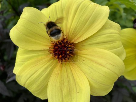  Flor amarilla con una abeja voladora. Foto de alta calidad