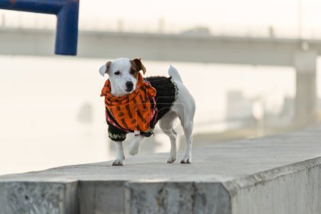 Foto de Un perro de la raza Jack Russell terrier. Retrato de un Jack Russell terrier con una bufanda roja alrededor de su cuello. - Imagen libre de derechos