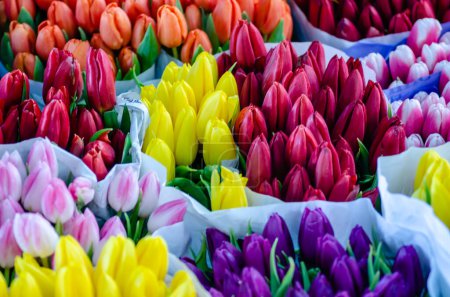 Foto de Florería privada en el centro de Novi Sad. Un ramo de tulipanes de temporada, preparados y expuestos a la venta, cultivados en el jardín del hogar. - Imagen libre de derechos