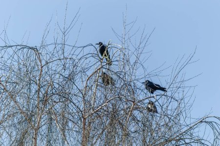 Photo for A little flock of ravens at the top of the tree canopy Willows. - Royalty Free Image
