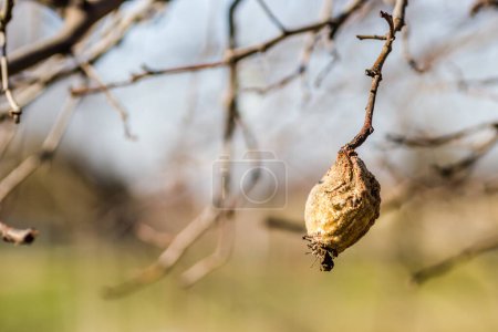 Photo for Dry quince fruit in the crown of the tree. Dry apple, quince rotten fruit on the tree in orchard, organic food. - Royalty Free Image