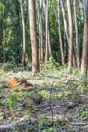 Foto de Vista del bosque despejado. Vista de cerca de troncos de álamo cortado, limpieza planificada del bosque. - Imagen libre de derechos