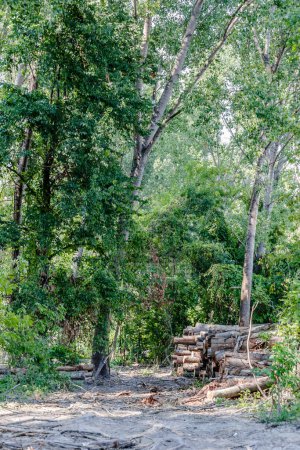 Foto de Vista del bosque despejado. Vista de cerca de troncos de álamo cortado, limpieza planificada del bosque. - Imagen libre de derechos