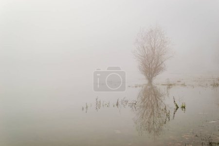 Panorama of the pond covered with thick fog.
