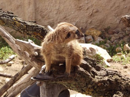 Téléchargez les photos : Meerkat (lat. Suricata suricatta) mammal from the mongoose family. The meerkat is a species of mammals from the mongoose family Herpestidae. - en image libre de droit