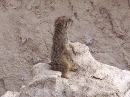Téléchargez les photos : Meerkat (lat. Suricata suricatta) mammal from the mongoose family. The meerkat is a species of mammals from the mongoose family Herpestidae. - en image libre de droit