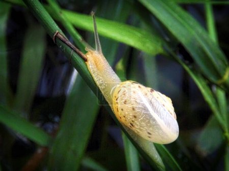 Un jeune escargot sur une tige d'herbe.