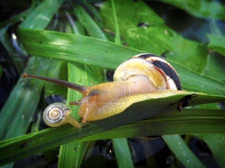 A young snail on a stalk of grass.