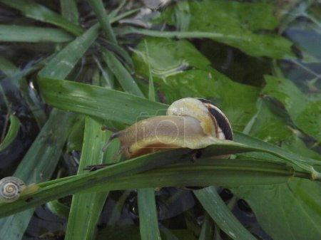 A young snail on a stalk of grass.