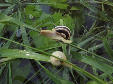 Young snails on a stalk of grass.