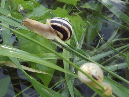 Jeunes escargots sur une tige d'herbe.