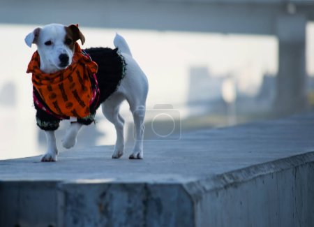 Téléchargez les photos : Un chien de la race Jack Russell Terrier. Portrait d'un Jack Russell terrier avec une écharpe rouge autour du cou. - en image libre de droit