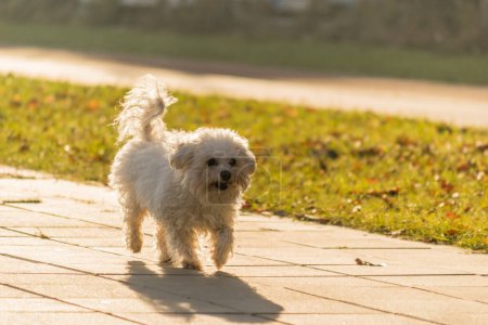 Téléchargez les photos : Chien miniature maltais sur un sentier. Un chien maltais blanc ludique sur un sentier par une journée ensoleillée d'hiver. Le chien maltais appartient au groupe des chiens nains et des chiens de compagnie. - en image libre de droit
