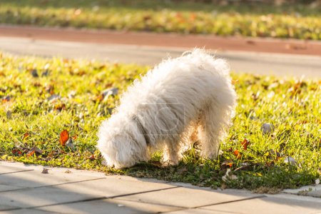 Téléchargez les photos : Chien miniature maltais sur un sentier. Un chien maltais blanc ludique sur un sentier par une journée ensoleillée d'hiver. Le chien maltais appartient au groupe des chiens nains et des chiens de compagnie. - en image libre de droit