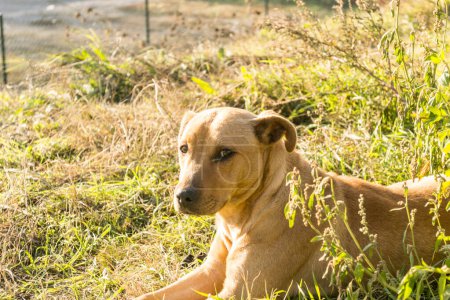 Porträt eines einsamen gelben, streunenden Hundes. Porträt eines einsamen gelben streunenden Hundes, der auf dem trockenen Gras liegt.