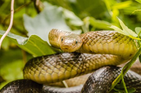 Serpent Esculapius - Zamenis longissimus, Elaphe longissima, serpent vert olive non venimeux et serpent jaune originaire d'Europe, sous-famille des Colubrinae de la famille des Colubridae. Il repose sur un buisson.