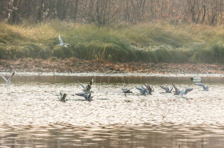A flock of river gulls fly over the pond water, gathering food.