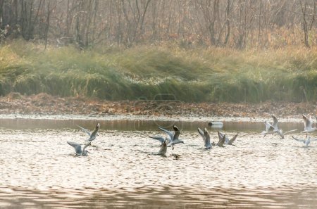 A flock of river gulls fly over the pond water, gathering food.