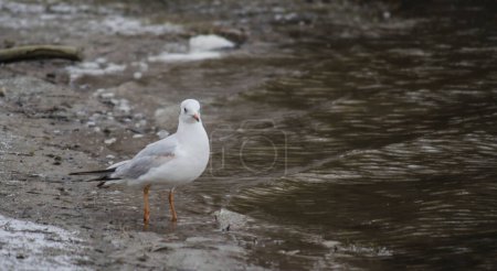 Danube river delta in winter. A view of a river gull on the frozen shore of the Danube river delta in winter, covered with snow and ice.