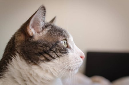 Téléchargez les photos : Portrait of a pet gray and white cat. A close-up portrait of a gray and white European domestic cat in its environment. - en image libre de droit