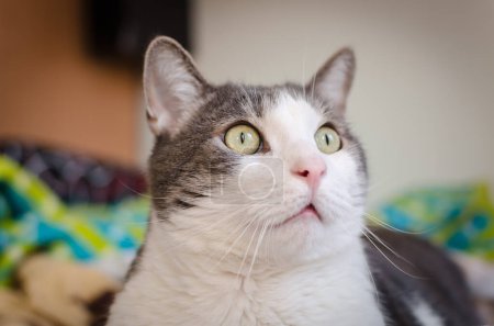 Téléchargez les photos : Portrait of a pet gray and white cat. A close-up portrait of a gray and white European domestic cat in its environment. - en image libre de droit