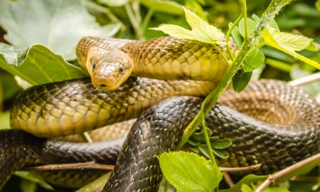Aesculapius snake - Zamenis longissimus, Elaphe longissima, non-venomous olive green and yellow snake native to Europe, subfamily Colubrinae of the family Colubridae. He rests on a bush.