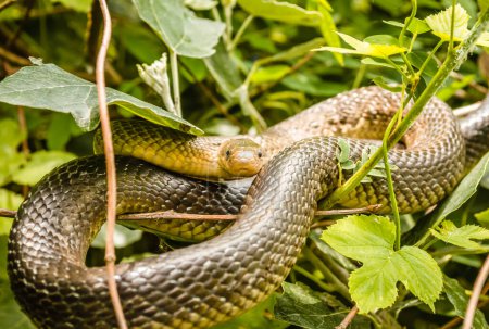 Serpent Esculapius - Zamenis longissimus, Elaphe longissima, serpent vert olive non venimeux et serpent jaune originaire d'Europe, sous-famille des Colubrinae de la famille des Colubridae. Il repose sur un buisson.