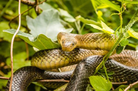 Aesculapius snake - Zamenis longissimus, Elaphe longissima, non-venomous olive green and yellow snake native to Europe, subfamily Colubrinae of the family Colubridae. He rests on a bush.