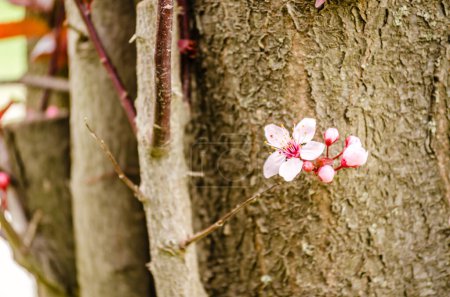 Jeune branche avec des fleurs pourpres en fleurs et des bourgeons de prune sauvage rouge ensoleillée par le soleil du printemps.