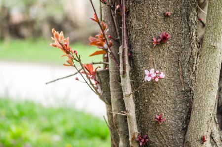 Junger Zweig mit blühenden lila Blüten und Knospen roter wilder Pflaumen, die von der Frühlingssonne beschienen werden.