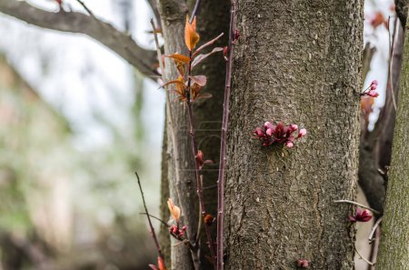 Jeune branche avec des fleurs pourpres en fleurs et des bourgeons de prune sauvage rouge ensoleillée par le soleil du printemps.