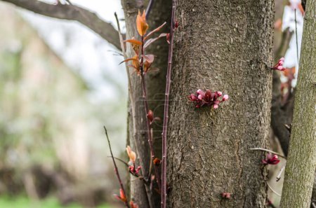 Junger Zweig mit blühenden lila Blüten und Knospen roter wilder Pflaumen, die von der Frühlingssonne beschienen werden.