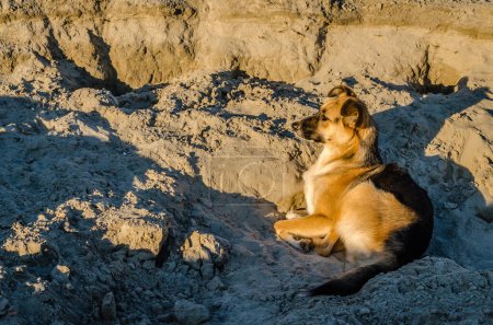 A stray dog, resting in the sand on the banks of the Danube.