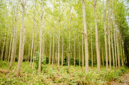A view of a young forest with Poplar trees. A green forest with young Poplar trees, illuminated by the morning sun.