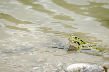 A green frog in the water on the river bank.