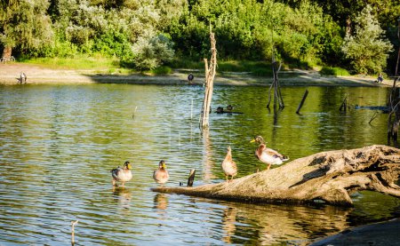 ild waterfowl ducks near their habitat, natural environment for wild bird life, real live ducks in the wild.