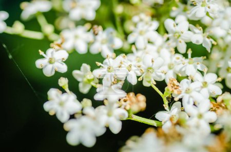 grappes de fleurs blanches de sambucus nigra, le sureau européen
