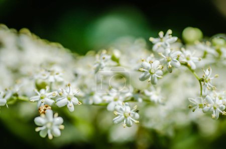 Trauben weißer Blüten von Sambucus nigra, dem europäischen Holunder