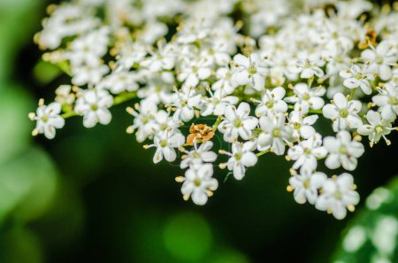 grappes de fleurs blanches de sambucus nigra, le sureau européen
