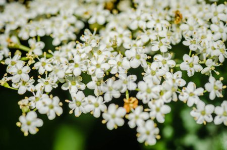 Clusters of white blossoms of sambucus nigra, the european elder tree