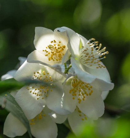Beautiful blooming jasmine bush in the summer garden Fine ornamental plant